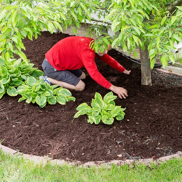 mulch installation should be redone annually to maintain its effectiveness